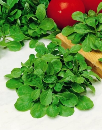 Picture of Corn Salad - Verte De Cambrai